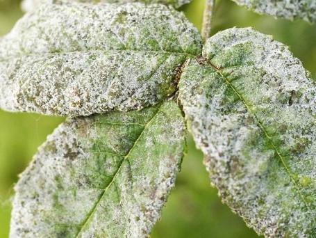 Como se prevenir de pragas e doenças nas plantas