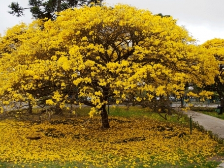 Importância das árvores nativas