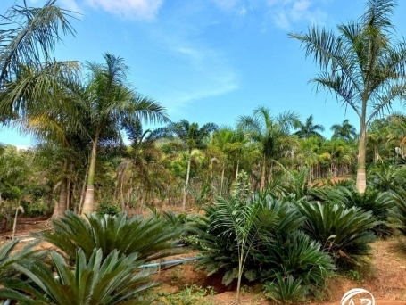 Plantas Ornamentais Resistentes: Beleza que Supera Desafios Climáticos